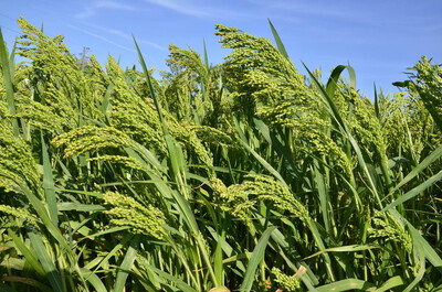 PROSO SONČEK 10KG AGROSAAT